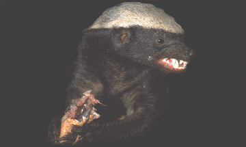 BRRRAAAAAAARRRRRR